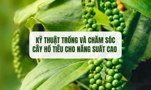 Kỹ thuật trồng và chăm sóc cây hồ tiêu