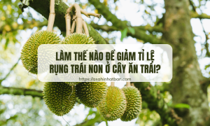 Làm thế nào để giảm tỉ lệ rụng trái non ở cây ăn trái