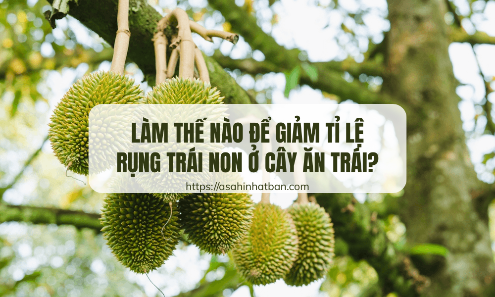 Làm thế nào để giảm tỉ lệ rụng trái non ở cây ăn trái