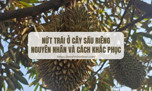 Nứt trái ở cây sầu riêng