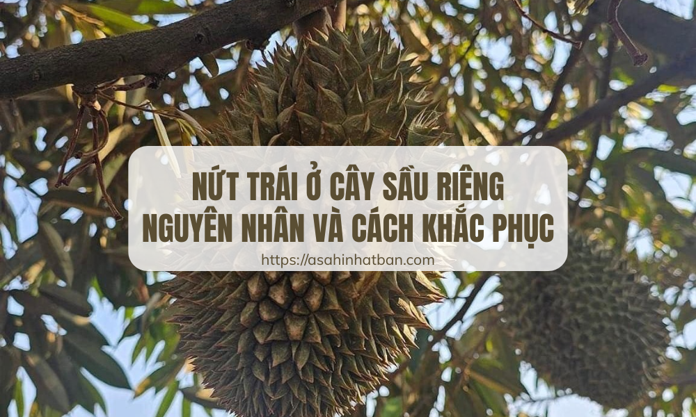 Nứt trái ở cây sầu riêng