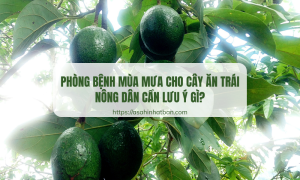 Phòng bệnh mùa mưa cho cây ăn trái