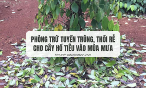 Phòng trừ tuyến trùng, thối rễ cho cây hồ tiêu