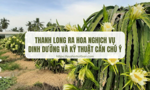 Thanh long ra hoa nghịch vụ
