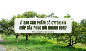 Vì sao sản phẩm có cytokinin giúp cây phục hồi nhanh hơn