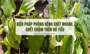 Biện pháp phòng bệnh chết nhanh chết chậm trên hồ tiêu