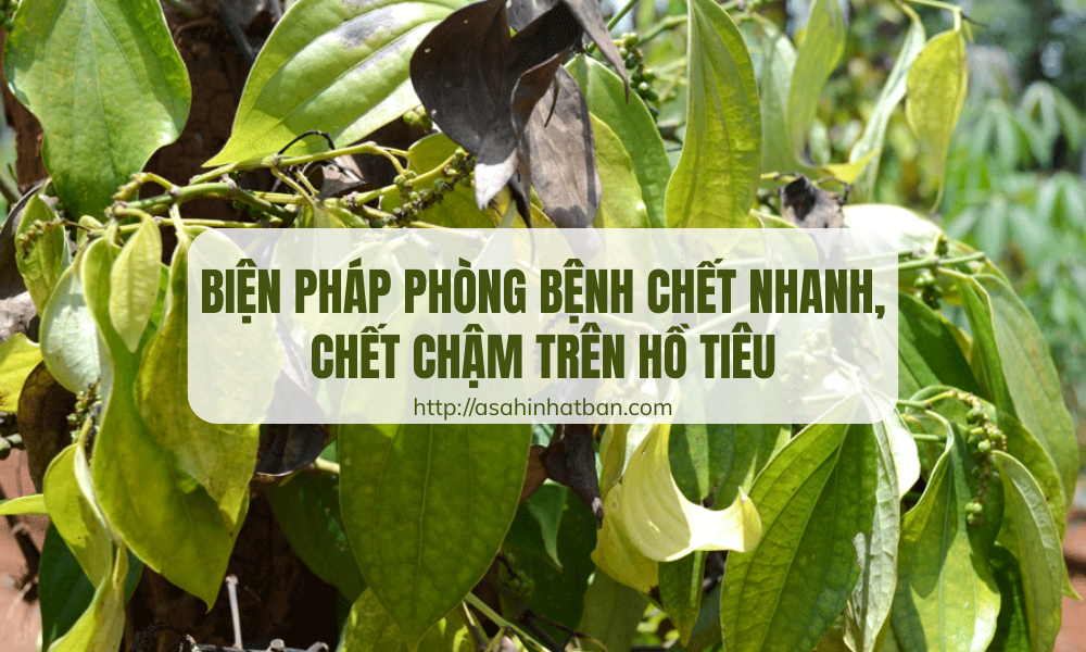 Biện pháp phòng bệnh chết nhanh chết chậm trên hồ tiêu