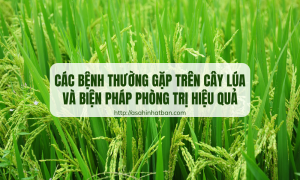 Các bệnh thường gặp trên cây lúa