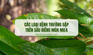 Các loại bệnh thường gặp trên sầu riêng