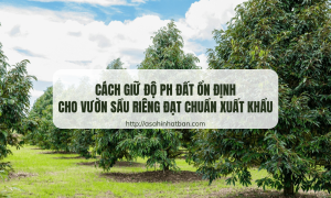 Cách giữ độ pH ổn định cho vườn sầu riêng