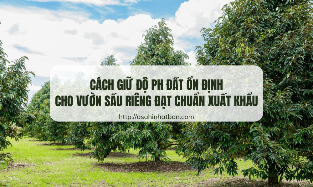 Cách giữ độ pH ổn định cho vườn sầu riêng