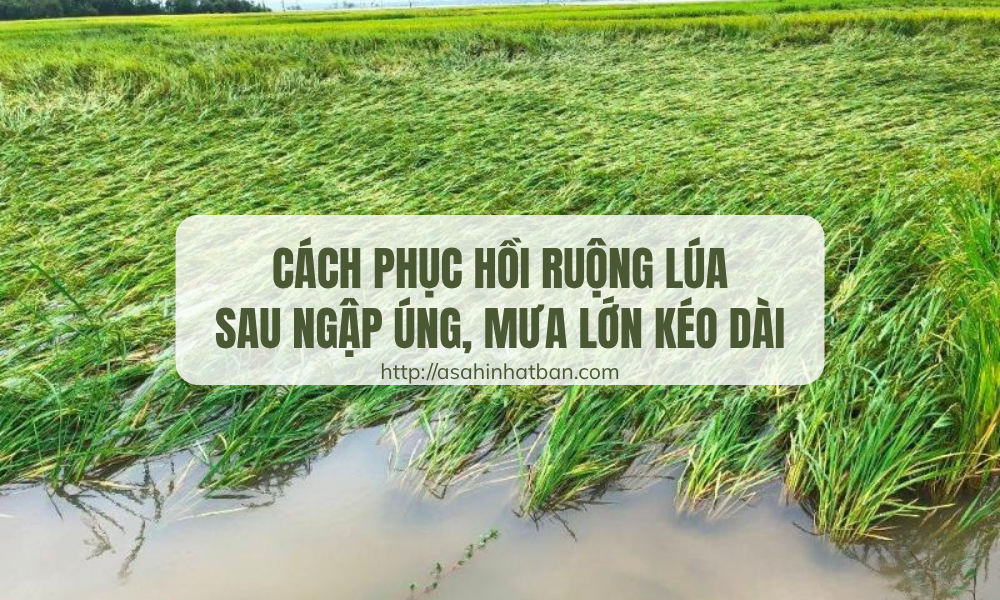 Cách phục hồi ruộng lúa sau ngập úng