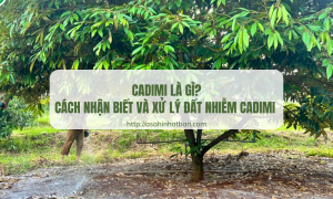 Cadimi là gì
