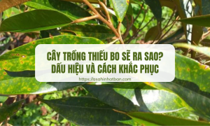 Cây trồng thiếu bo