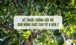 Kỹ thuật trồng cây bơ cho năng suất cao
