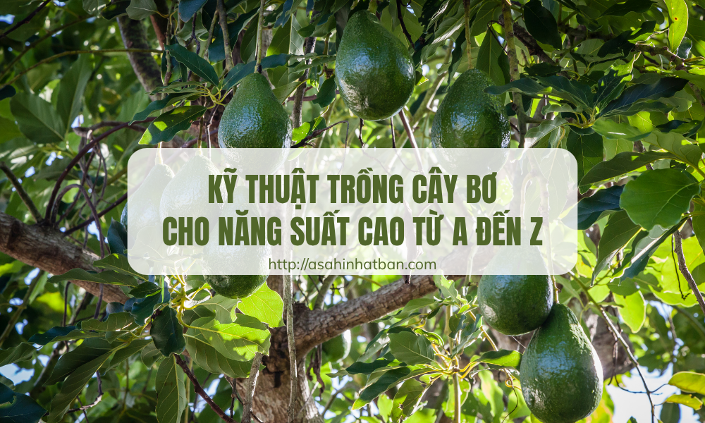 Kỹ thuật trồng cây bơ cho năng suất cao