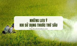 Lưu ý khi sử dụng thuốc trừ sâu