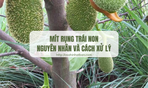 mít rụng trái non
