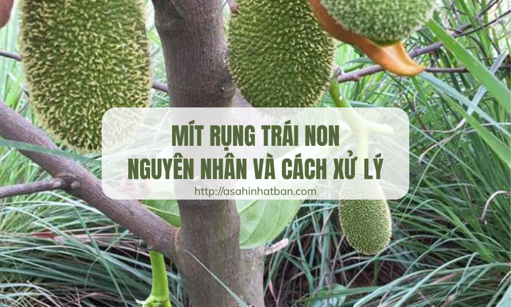 mít rụng trái non