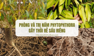 Nấm Phytophthora