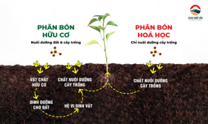 Phân biệt phân bón hữu cơ và phân bón hóa học