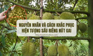 sầu riêng nứt gai