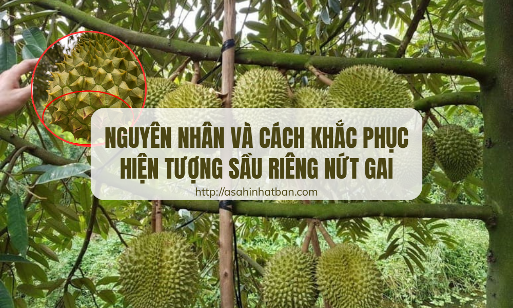 sầu riêng nứt gai