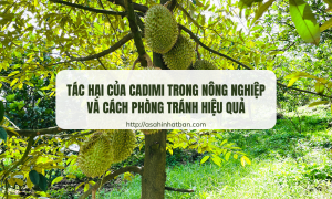 Tác hại của Cadimi trong nông nghiệp