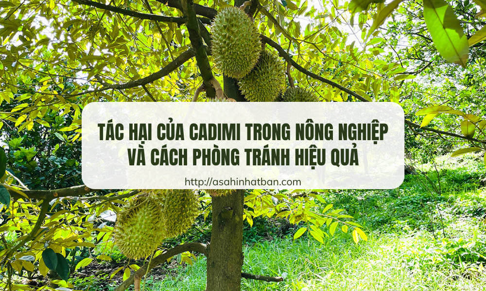 Tác hại của Cadimi trong nông nghiệp