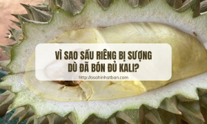 Vì sao sầu riêng bị sượng dù đã bón đủ Kali