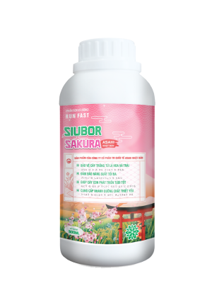 SIUBOR SAKURA