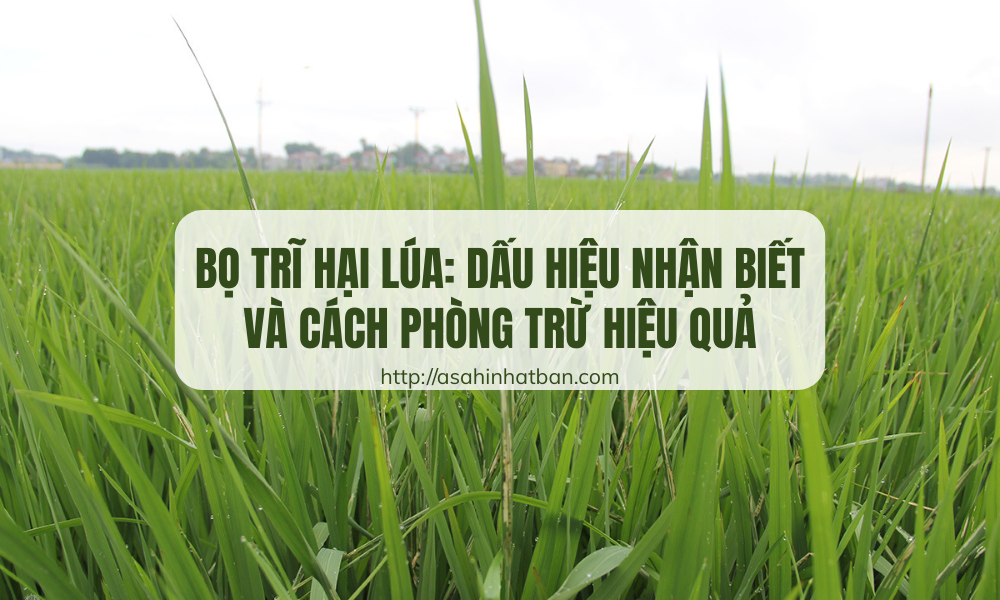 Bọ trĩ hại lúa