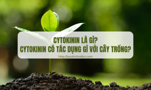 cytokinin là gì