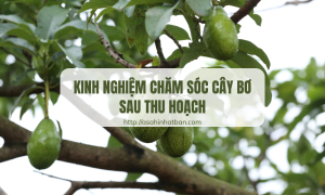 Kinh nghiệm chăm sóc cây bơ sau thu hoạch