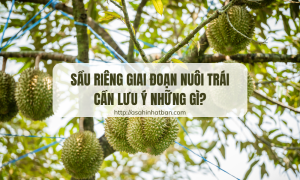 Sầu riêng giai đoạn nuôi trái
