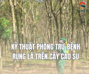 Kỹ thuật phòng trừ bệnh rụng lá trên cây cao su