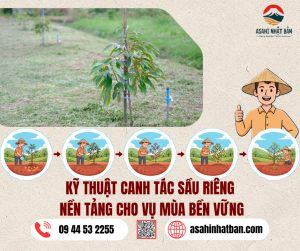 KỸ THUẬT CANH TÁC SẦU RIÊNG – NỀN TẢNG CHO VỤ MÙA BỀN VỮNG
